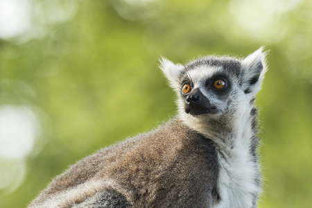 Closeup portrait of a ring-tailed lemur (Lemur catta) perched in a tree in a forest. These primates...