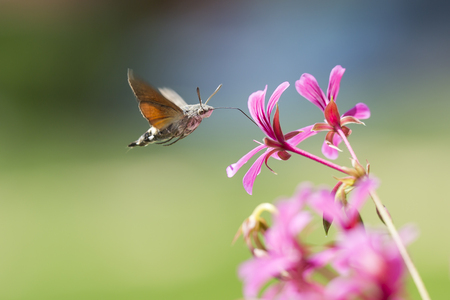 Side view of a hummingbird hawk-moth (Macroglossum stellatarum) feeding on a pink flower in a vibrant meadowの写真素材