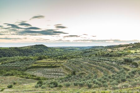Scenic view on a vineyard in Istria, Croatia during dusk. の写真素材