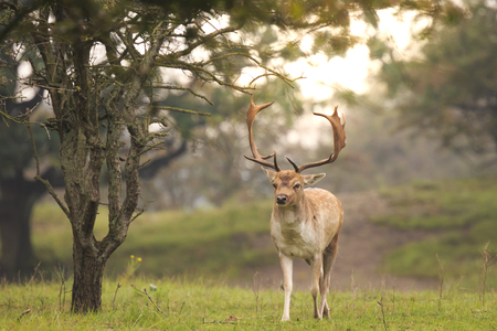 Big Fallow deer buck, Dama Dama, with large antlers walking in a green forest during Autumn season.の写真素材