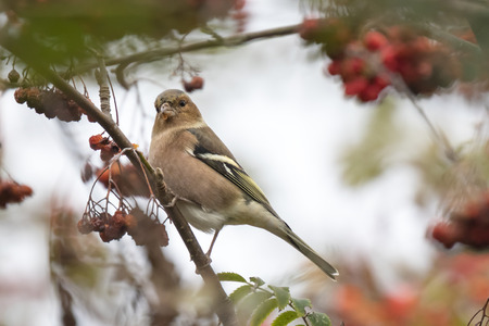 Common chaffinch (Fringilla coelebs) eating berries in a hawthorn bush on a grainy day  during Fall seasonの写真素材