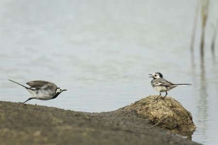 Two White Wagtail birds (Motacilla alba) fighting over territory. A bird with white, gray and black feathers. The White Wagtail is the national bird of Latvia.の写真素材
