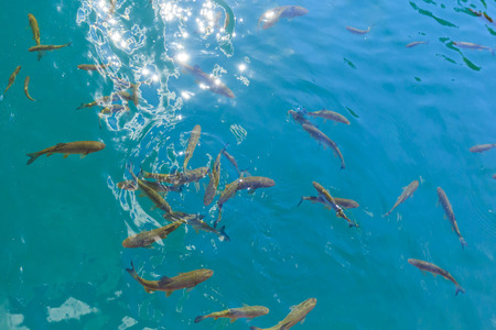 Fish swimming in the clear blue waters of Plitvice lakes, Croatiaの写真素材