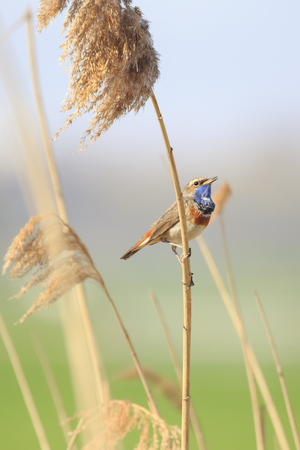 Male blue-throat bird (Luscinia svecica cyanecula) singing to attract a female during breeding season in Springtimeの写真素材