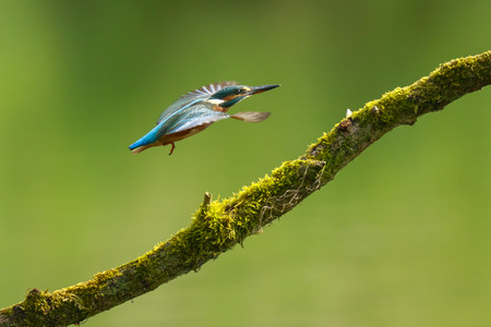 A closeup of a kingfisher (Alcedo atthis) in flight, landing on a branch during Springtime in early morning sunlight. The background is green, selective focus is used.の写真素材