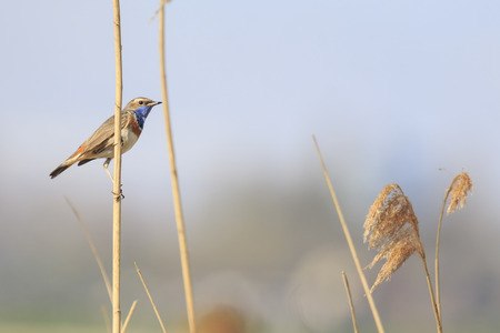 Male blue-throat bird (Luscinia svecica cyanecula) singing to attract a female during breeding season in Springtimeの写真素材