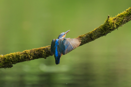 A closeup of a kingfisher (Alcedo atthis) in flight, landing on a branch during Springtime in early morning sunlight. The background is green, selective focus is used.の写真素材