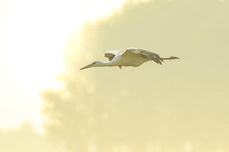Stork Ciconia ciconia in flight landing on a wet meadow during a foggy summer morning. The sunrise is set above the horizonの写真素材