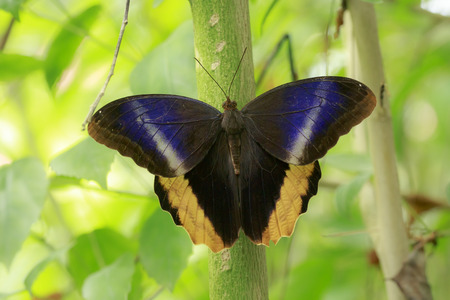 Caligo atreus, yellow-edged giant owl, butterfly resting with open wings in dense green jungle...