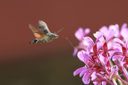 Side view of a hummingbird hawk-moth (Macroglossum stellatarum) feeding on a pink flower in a vibrant meadowの写真素材