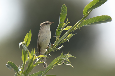 Closeup of a Sedge Warbler bird, Acrocephalus schoenobaenus, singing to attract a female during breeding season in Springtimeの写真素材