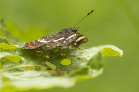 Side view close-up on the wings of the Map butterfly (araschnia levana) in summer outfit. The map two annual broods look very different. This summer brood are black with white markings.の写真素材
