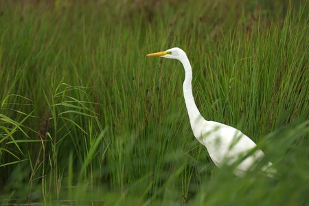 Close-up of a great egret Ardea alba waterfowl bird foraging and hunting in green wetlands with reeds and waterの写真素材