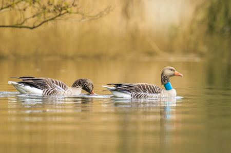 Greylag goose (Anser anser) waterfowl with collar for identification and scientific purposes swimming on the lake water surface on a morning with nice and warm sunlight during Spring seasonの写真素材