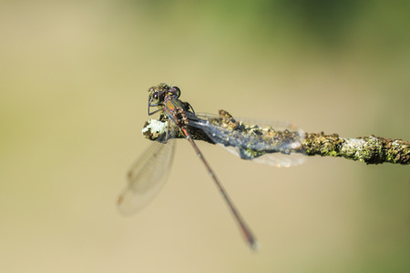 Detail closeup of a western willow emerald damselfly, Chalcolestes viridis, insect resting in the...