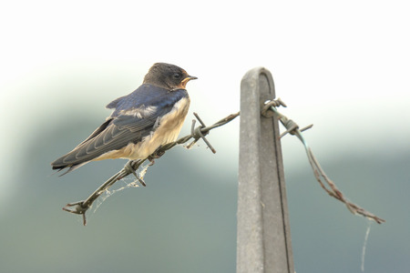 Closeup of a Barn Swallow (Hirundo rustica) resting after hunting on barbwire. This is the most widespread species of swallow in the world and the national bird of Estonia.の写真素材
