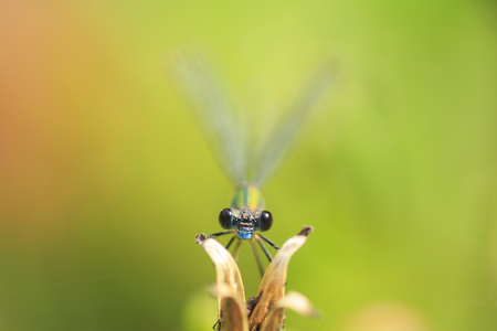 Detail closeup of a western willow emerald damselfly, Chalcolestes viridis, insect resting in the...