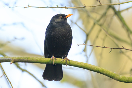 A male european Blackbird (turdus merula) singing in a tree with on a clear, sunny day in Spring season.の写真素材