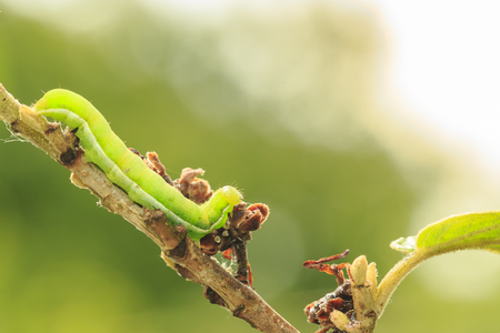 Closeup of a caterpillar or larva of a angle shades moth (Phlogophora meticulosa) feeding leaves in nature.の写真素材