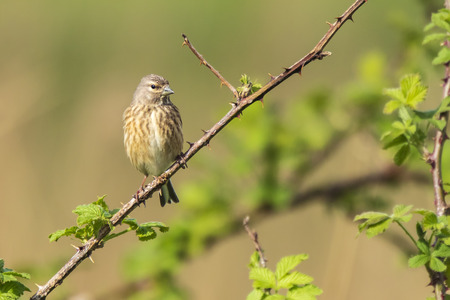 Closeup portrait of a female Linnet bird, Carduelis cannabina, display and searching for a mate...