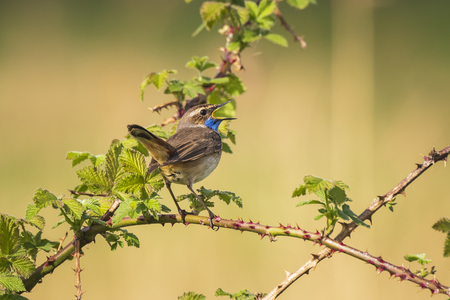 A blue-throat bird (Luscinia svecica cyanecula) singing to attract a female during breeding season in Springtimeの写真素材