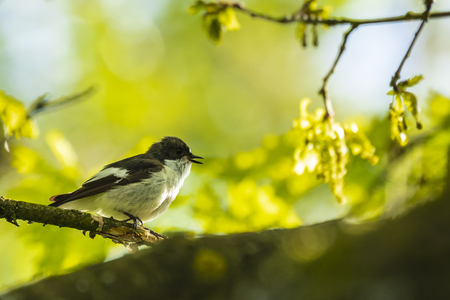 Closeup of a European pied flycatcher bird (Ficedula hypoleuca) perching on a branch, singing in a green forest during Springtime breeding season.の写真素材