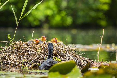 Closeup of a nest with Eurasian coot, Fulica atra, chicks on a colorful and sunny day during Spring being fed by a parent. Low point of viewの写真素材