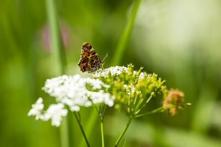 Close-up of the Map butterfly (araschnia levana) in spring season outfit with wings open, top view.の写真素材