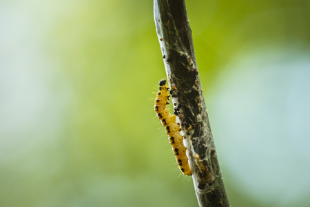 Closeup of a pest larvae caterpillars of the Yponomeutidae family or ermine moths, formed communal webs around a tree.の写真素材