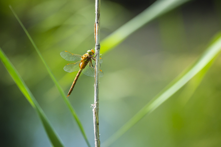Closeup of a green-eyed hawker dragonfly Aeshna isoceles, resting in reeds. This is one of only two brown hawkers found in Europe.
の写真素材