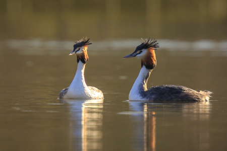 Two great crested grebe, Podiceps cristatus, mating in springtime seasonの写真素材