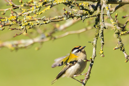 Closeup of a small common firecrest (Regulus ignicapilla) bird foraging through branches of trees and bush during Springtime on a sunny dayの写真素材