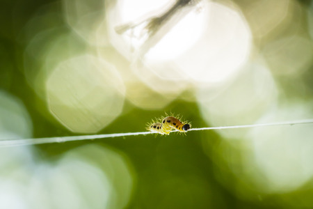 Closeup of a pest larvae caterpillars of the Yponomeutidae family or ermine moths, formed communal webs around a tree.の写真素材