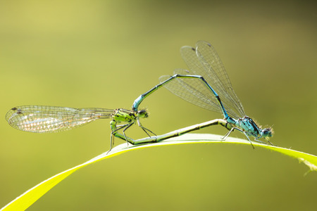 Close-up of a male and female blue-tailed damselfly or common bluetail Ischnura elegans making a mating pair in a heart or wheel shape.の写真素材