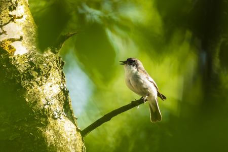 Closeup of a European pied flycatcher bird (Ficedula hypoleuca) perching on a branch, singing in a green forest during Springtime breeding season.の写真素材