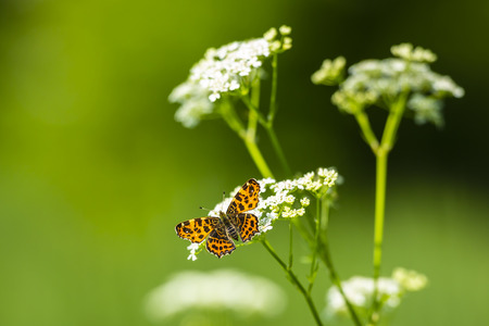 Close-up of the Map butterfly (araschnia levana) in spring season outfit with wings open, top view.の写真素材