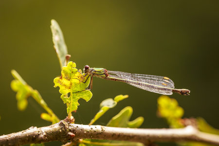 Detail closeup of a western willow emerald damselfly, Chalcolestes viridis, insect resting in the sunの写真素材