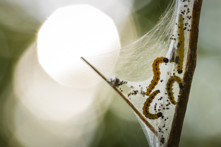 Closeup of a pest larvae caterpillars of the Yponomeutidae family or ermine moths, formed communal webs around a tree.の写真素材