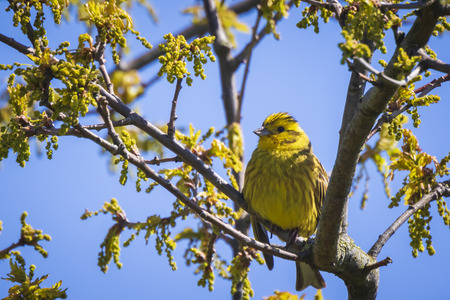 Closeup of a yellowhammer bird (Emberiza citrinella) perching on a branch, singing in a green forest during Springtime breeding season.の写真素材