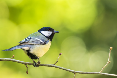 Closeup portrait of a Great tit bird, Parus Major, perched on wood in bright sunlight