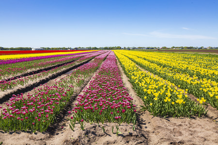 Dutch tulips flowers field with a blue sky during Spring season in Drenthe, the Netherlandsの写真素材