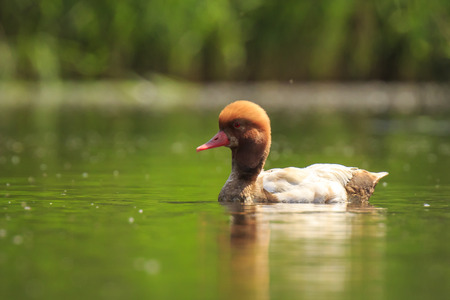 Closeup of red-crested pochard (Netta rufina) waterfowl swimming in a pond. Colorful and sunny day, low point of view.の写真素材