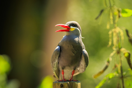 The Inca tern Larosterna inca bird has dark grey body, white moustache and red-orange beak and feet. Breeds on the coast of Peru, Chile and Equador South-America.の写真素材