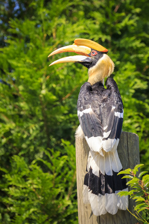 Closeup portrait of a Great hornbil, great Indian hornbill or great pied hornbill, Buceros bicornis,...