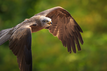 Black kite Milvus migrans predatory bird in flight, hunting on a sunny day.
