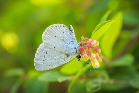 A holly blue (Celastrina argiolus) butterfly feeding on a flower. The holly blue has pale...