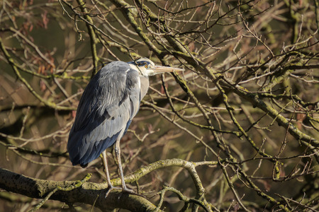 Great blue heron (Ardea herodias) in search of food in a forest during winter.の写真素材