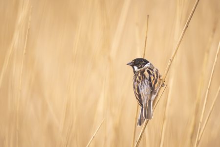 Closeup of a common reed bunting bird Emberiza schoeniclus singing a song on a reed plume Phragmites australis. The reed beds waving due to strong winds in Spring season on a cloudy day.の写真素材