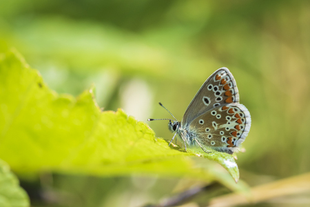 Close up of the brown argus butterfly, Aricia agestis, resting on vegetationの写真素材