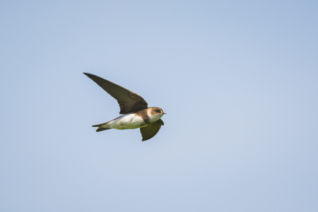 Sand martin, Riparia riparia, also known as bank swallow in flight, hovering in the sky in search for a prey.の写真素材